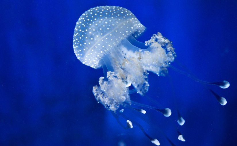 Почти космические фотографий медуз