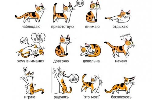Иллюстрации помогут понять кошек и собак